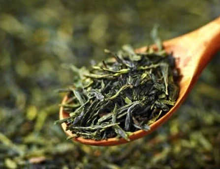 Green Tea Extract — botanical source reference.